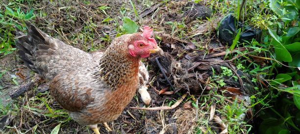 母鸡妈妈在花园里，漂亮的小黄鸡，一群小鸡在地上觅食。图片下载