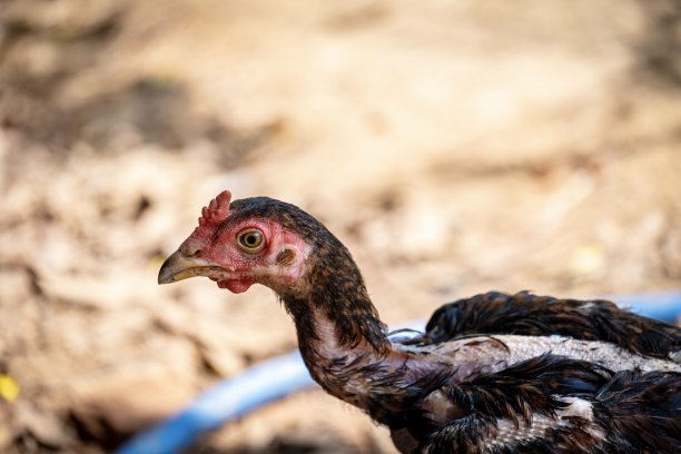 农场里的鸡图片下载