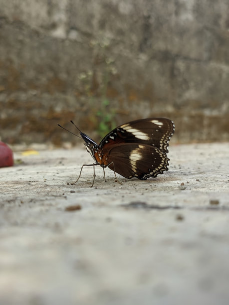 美丽的蝴蝶让人放松图片下载