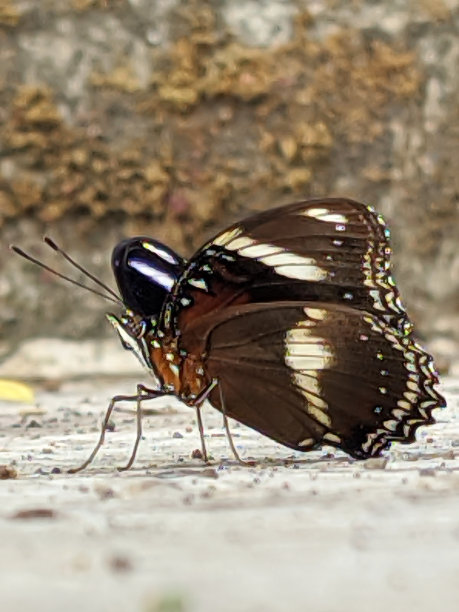 美丽的蝴蝶让人放松图片下载