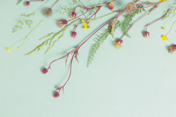 不同的野花在纸的背景图片下载