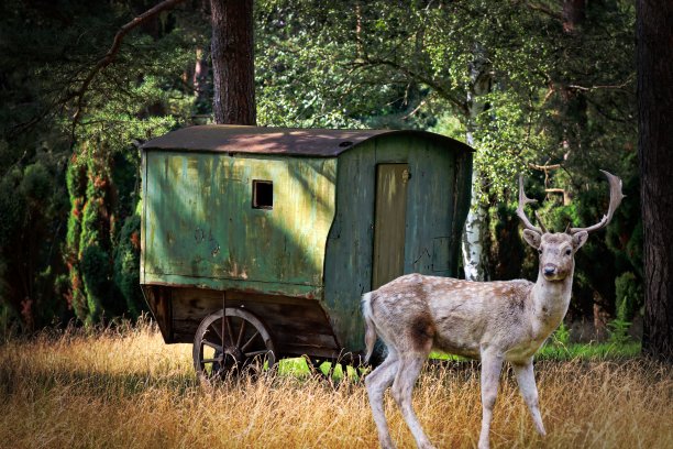 艾菲尔森林里的小羚羊图片下载