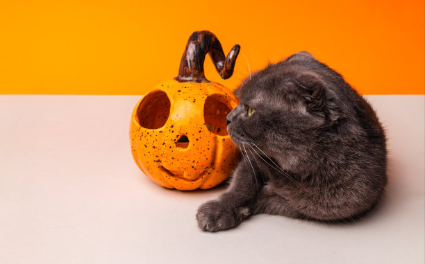 万圣节的节日。猫和橘子南瓜。猫祝贺大家万圣节快乐图片下载