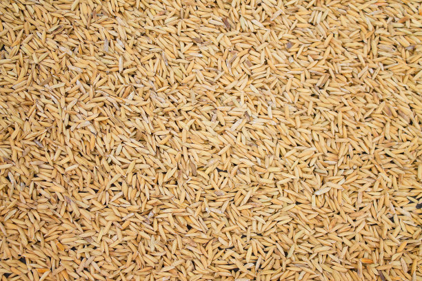 水稻背景图片下载