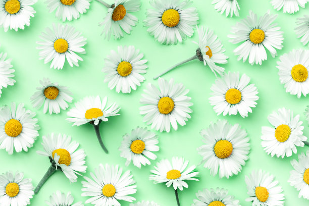 绿色背景上的洋甘菊图案顶视图。图片下载