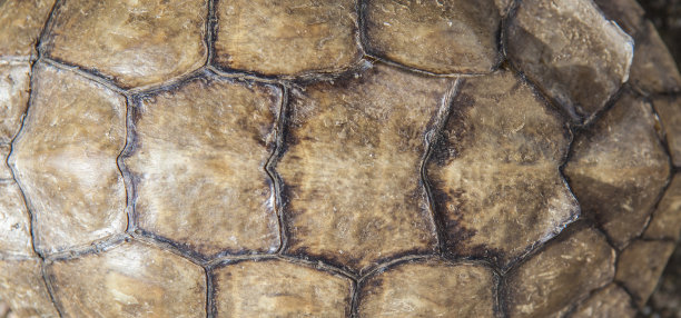 瓜地那西班牙池塘龟壳图片下载