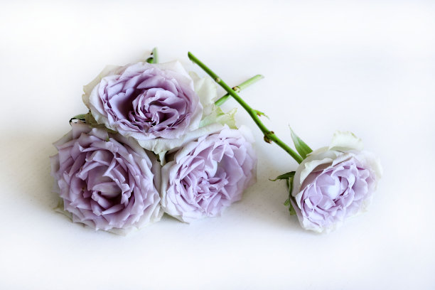 玫瑰。花组成。图片下载