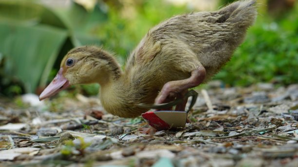 一只鸭子正在寻找食物图片下载
