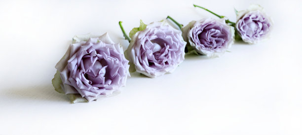 玫瑰。花组成。图片下载