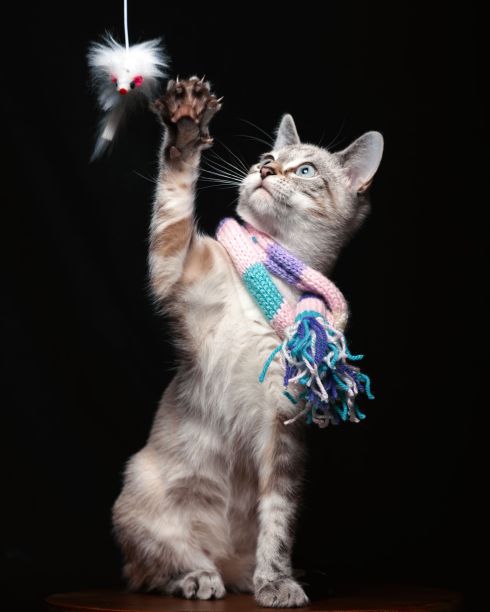 家猫向上看，伸出前爪，好像要抓住毛茸茸的玩具图片下载