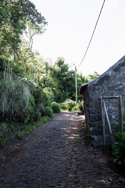 宁静的乡间小路两旁是高大的树木。图片下载