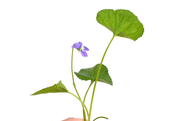 野花，堇菜图片下载