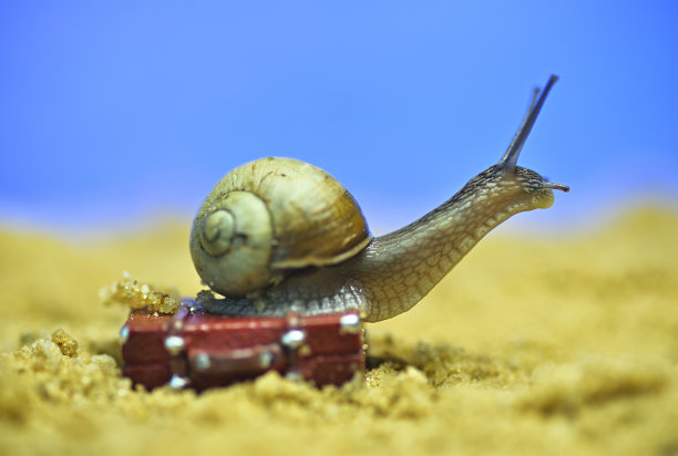 蜗牛在海滩上提着行李箱。在海边休息。以度假为主题的概念性宏观照片图片下载