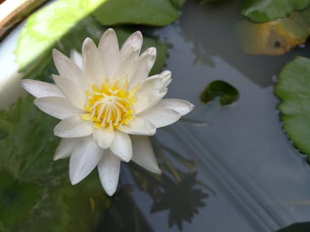 白色睡莲的俯视图。图片下载
