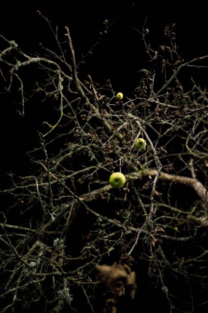 一棵被照亮的树和两个大的绿色网球在黑暗中图片下载