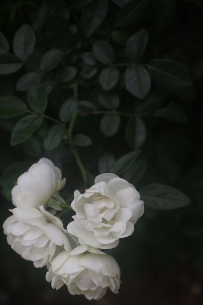 花园中白色山茶花的特写图片下载