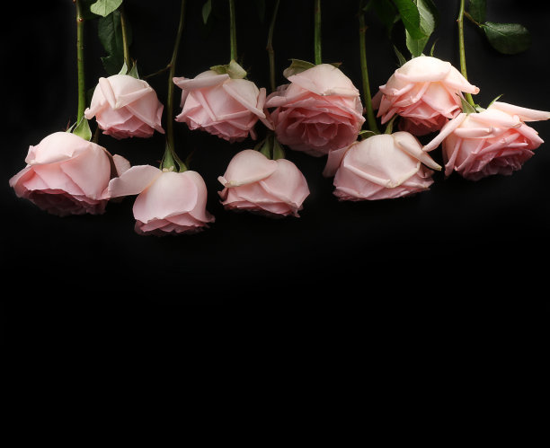黑色背景上的粉色玫瑰，留出文字空间。图片下载