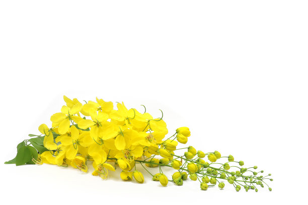 金色的淋浴花或Ratchaphruek或黄色的花孤立在白色背景。图片下载