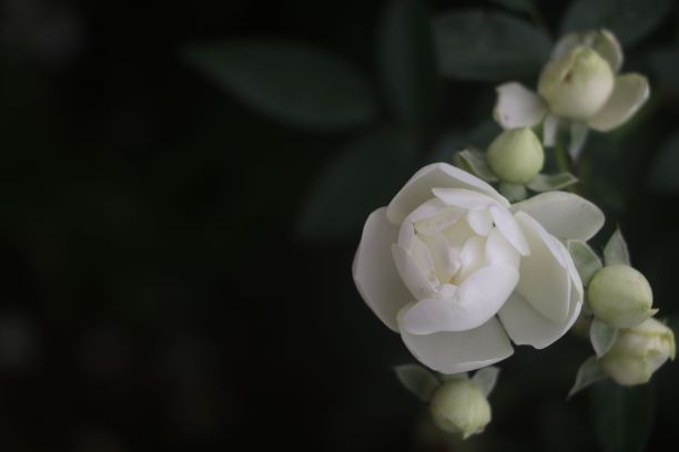 花园中白色山茶花的特写图片下载