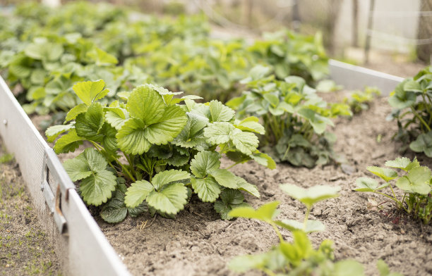 春天花园里的小草莓丛图片下载