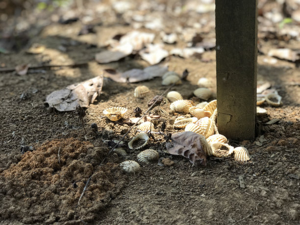 干地上的蛤蜊很美。蛤蜊颜色洁白美丽。自然背景图片下载