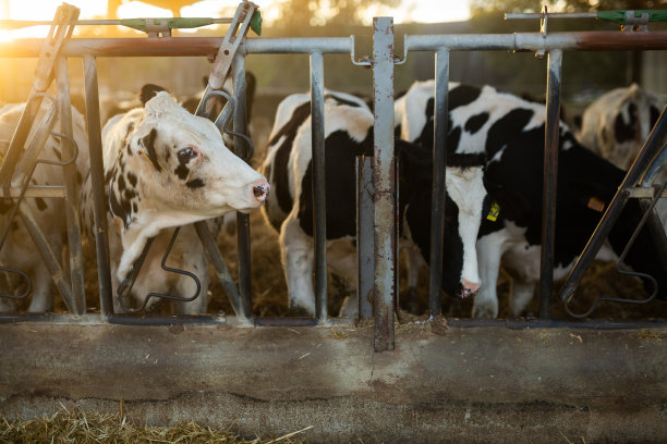 秋天日落时分，一群小牛来到奶牛场的摊位上图片下载