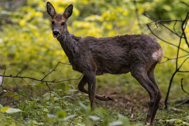 鹿图片下载