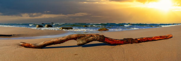 阳光灿烂的奥斯特斯海滩上的浮沙根图片下载