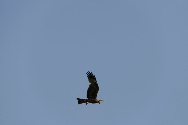 飞翔的黑风筝爪子里抓着猎物图片下载
