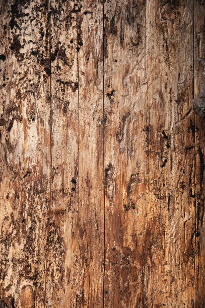 被甲虫破坏的树干特写。长满昆虫的光秃秃的松树的纹理图片下载