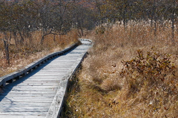 秋季湿地中的木栈道图片下载