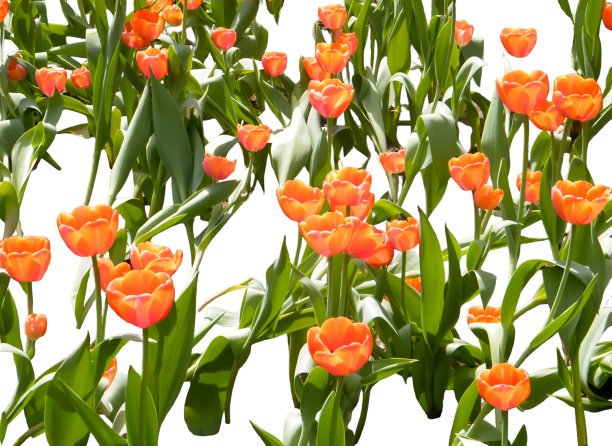 白色背景上充满活力的橙色郁金香花朵特写图片下载