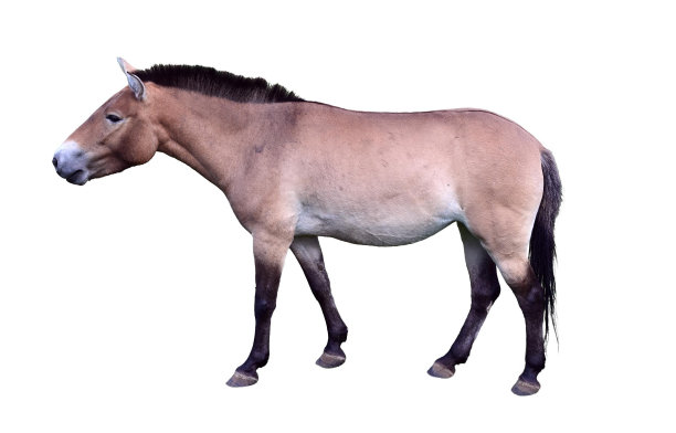 蒙古种马全身画像图片下载