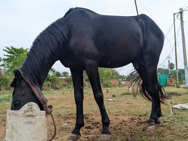 农场里一匹漂亮的黑色阿拉伯马。图片下载