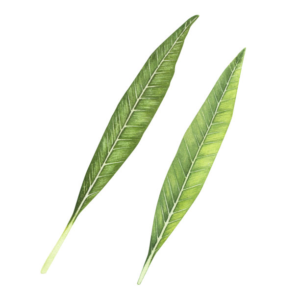 集鸡蛋花叶孤立在白色背景。水彩手绘金花植物插图设计图片下载