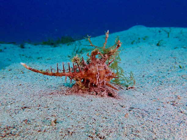 贝壳中的软体动物图片下载