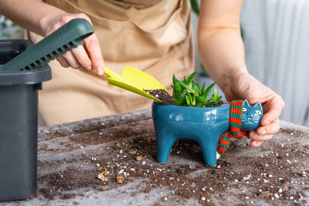 将一种多肉的家庭植物重新盆栽到猫形的新花盆中。照顾着一盆植物，一个女人的手在家里系着围裙在室内。图片下载
