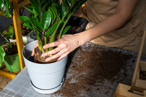 用块根和球茎将长满杂草的多肉家栽植物重新盆栽到一个更大的花盆里。照顾盆栽植物，系着围裙的女人的手，模拟图片下载