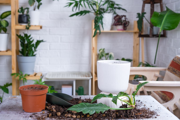 用一块根将家庭种植的蒲公英重新盆栽到一个更大的花盆里。照料盆栽植物，在桌子上用泥土、铲子布置，作为观赏花盆图片下载