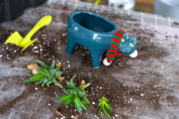 将一种多肉的家庭植物重新盆栽到猫形的新花盆中。照料一盆植物，布置在桌子上用土、插枝、铲图片下载