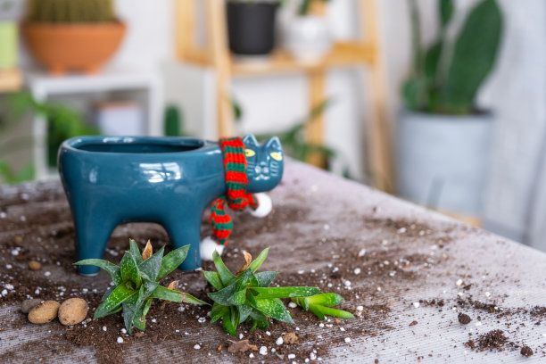 将一种多肉的家庭植物重新盆栽到猫形的新花盆中。照料一盆植物，布置在桌子上用土、插枝、铲图片下载