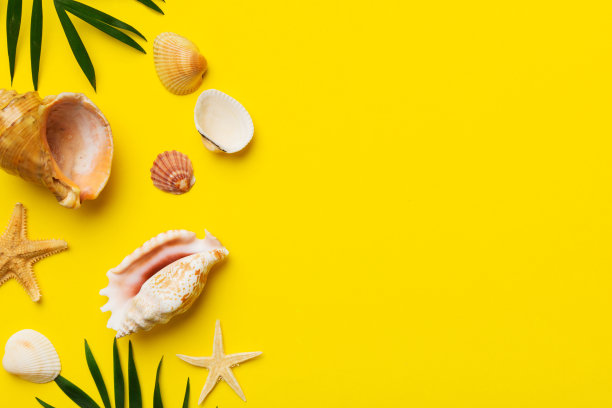 在彩色的桌子上平铺着美丽的海星和海贝壳的构图，顶部有文字的复制空间图片下载