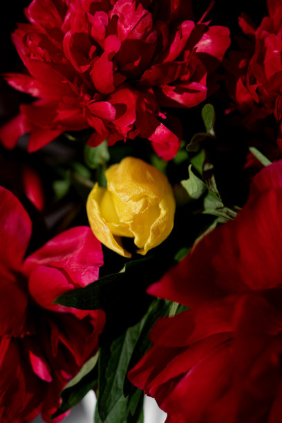 红色的牡丹里面有黄色的郁金香图片下载