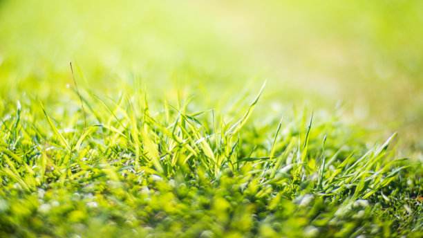 在一个阳光明媚的夏日，新鲜的绿草特写。美丽的自然乡村景观，以模糊的背景为自然主题的设计和项目图片下载
