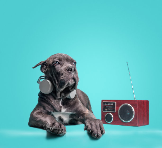 甘蔗Corso意大利小狗图片下载