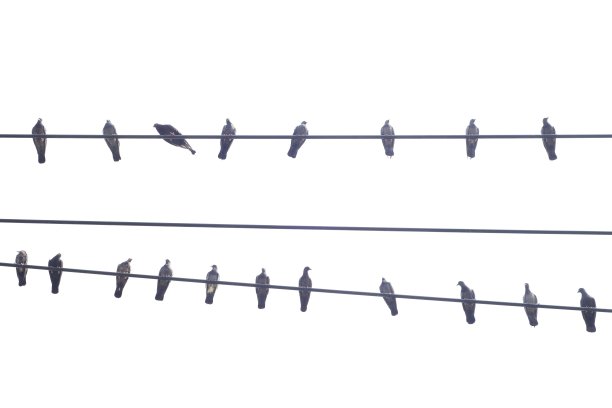 电线上的鸟——动物行为。图片下载
