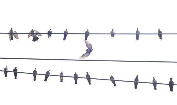 电线上的鸟——动物行为。图片下载