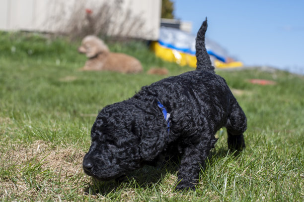 狮子狗小狗第一次出来。图片下载