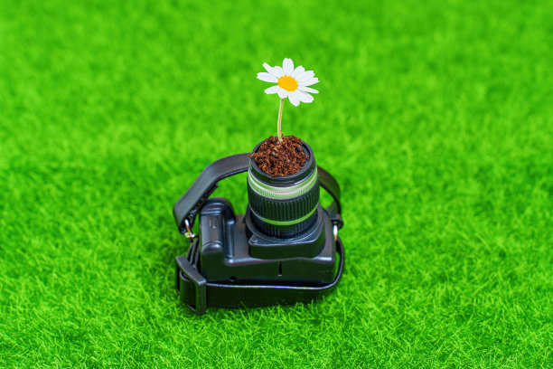 成长与创造力:雏菊在镜头中成长图片下载