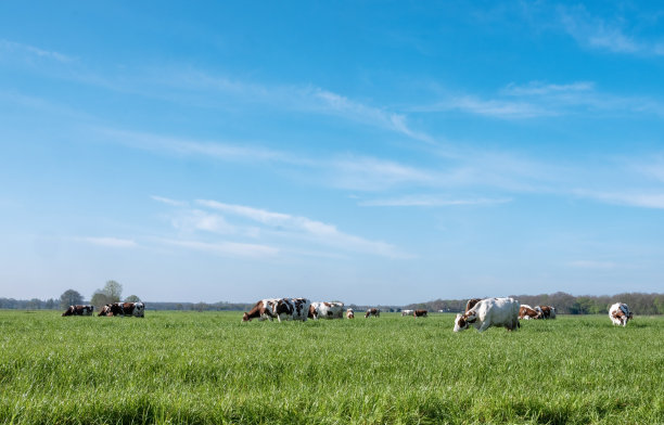 在荷兰长草的绿色田野里，有斑点的红色或棕色和白色的奶牛图片下载